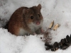 Через погоду посилилася проблема з мишами на передовій – розвідка Британії
