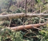 Буря у лісах на Рівненщині виривала дерева з корінням (ФОТО)
