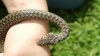 Дівчину під час збирання чорниці на Зарічненщині вкусила змія