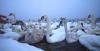 Доторкнутися до краси: як зимують лебеді біля Острога (ВІДЕО)