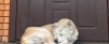 Хатіко з Макарова - вірний пес місяць чекає вбиту чеченцями господиню