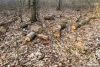 Крадену деревину на Поліссі возять позашляховиками