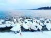 Лебеді, що зимують біля Острога, стали туристичною родзинкою