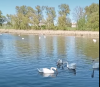 На озеро на Рівненщині масово прилітають лебеді (ВІДЕО)