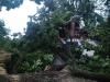 На Рівненщині гроза звалила дерево на хату (ФОТО)