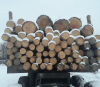 На Рівненщині незаконно рубають ліс: збитків на понад 150 тисяч гривень