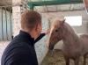 На Рівненщині прихистили спортивних коней-переселенців