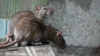 На Рівненщині від ботулізму здохли миші Путін та Шойгу
