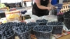 Найдорожча ягода на рівненському ринку - лохина