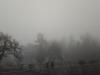 Неймовірне явище: експерти розповіли, коли розвіється туман на Рівненщині