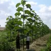 Польські інвестори хочуть вирощувати на Рівненщині швидкорослі дерева