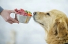 Правильне харчування для собак різного віку та порід