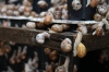 Равликова ферма на Рівненщині запрошує скуштувати «Перли Афродіти» (ВІДЕО)