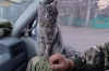 Рівненські нацгвардійці забрали додому кішку, яка підтримувала їх на фронті