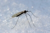 Рівняни, які зустрілися з комаром взимку, мають бути обережними