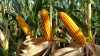 Селян попереджають про оприскування кукурудзи
