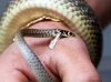 Що робити при укусі змії