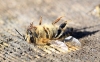 Суд відмовив пасічнику з Рівненщини у позові до агрохолдингу через загибель бджіл
