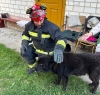 У Рівненському районі врятували собаку, що впав у колодязь