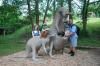 У Рівненському зоопарку презентували нових кенгуру (ФОТО)