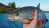 Відзавтра на Рівненщині заборонять ловити рибу на зимувальних ямах