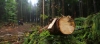 Вирубування лісів та незаконний видобуток корисних копалин завдали збитків Рівненщині на майже мільйон гривень 