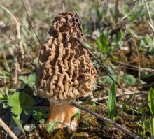 У лісах Рівненщини уже збирають гриби (ФОТО)